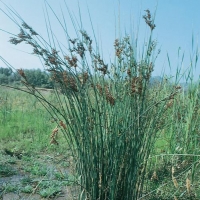 Juncus inflexus (glaucus)