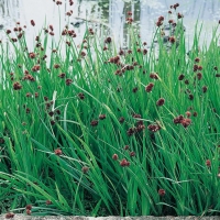 Juncus ensifolius