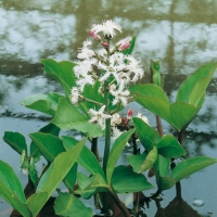 Menyanthes trifoliata