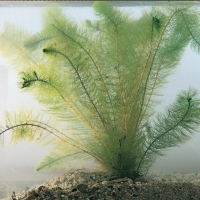 Myriophyllum verticillatum