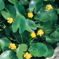 Nuphar lutea