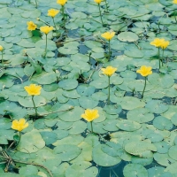 Nymphoides peltata