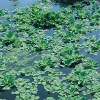 Pistia stratiotes