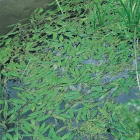 Potamogeton natans