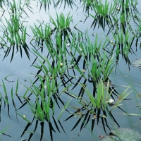 Stratiotes aloides (Aloe d'acqua)