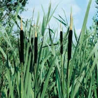 Typha latifolia