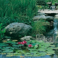 Nymphaea alba