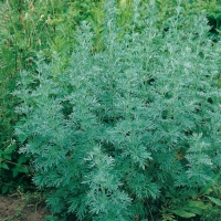 Assenzio - Artemisia absinthium