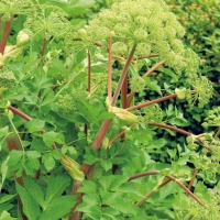 Angelica – Angelica archangelica