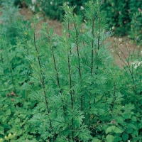 Artemisia comune – Artemisia vulgaris