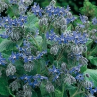 Borragine comune - Borago officinalis