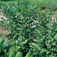 Sedano perenne - Levisticum officinale