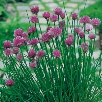 Erba cipollina - Allium schoenoprasum