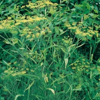 Finocchio - Foeniculum vulgare