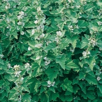 Malvaccione - Althaea officinalis