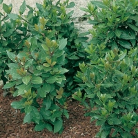 Alloro – Laurus nobilis