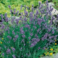 Lavanda - Lavandula angustifolia