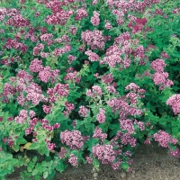 Origano - Origanum vulgare