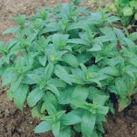 Menta verde - Mentha viridis