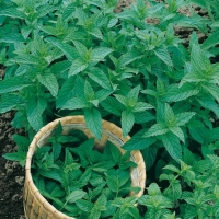 Menta piperita - Mentha x piperita