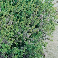 Mentuccia - Mentha pulegium