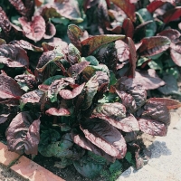 Acetosa rossa - Rumex arifolius 'Ruber'