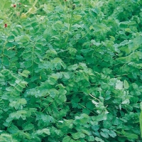 Pimpinella - Sanguisorba minor