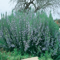 Rosmarino - Rosmarinus officinalis