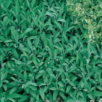 Salvia - Salvia officinalis