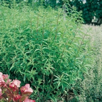 Verbena limonina - Aloysia triphylla