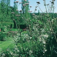 Valeriana - Valeriana officinalis