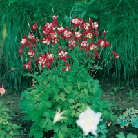 Aquilegia 'Crimson Star'