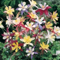 Aquilegia Mckana Hybrids