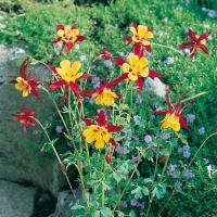 Aquilegia 'Musik'