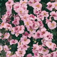 Aubrieta 'Bressingham Pink'