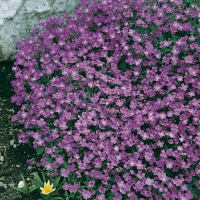 Aubrieta 'Royal Blue'