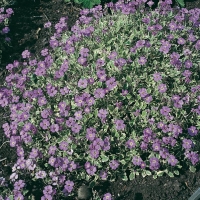 Aubrieta 'Variegata'