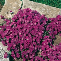 Aubrieta 'Vesuv'