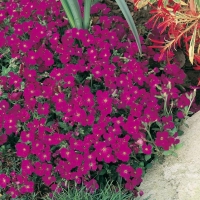 Aubrieta 'Ville D'orléans'