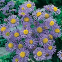 Erigeron Ibridi