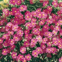 Helianthemum 'Ben Hope'