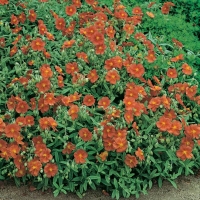 Helianthemum 'Fire Dragon'