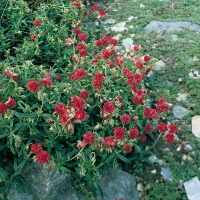 Helianthemum 'Cerise Queen'