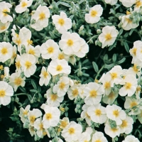 Helianthemum 'Elfenbeinglanz'