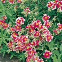 Helianthemum 'Raspberry Ripple'