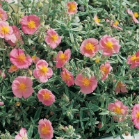 Helianthemum 'Rhodanthe Carneum' ('Wisley Pink')