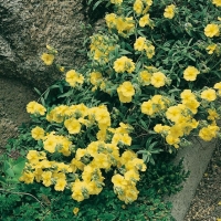 Helianthemum 'Wisley Primrose'