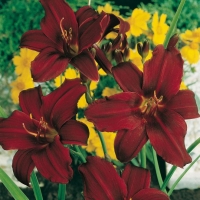 Hemerocallis 'American Revolution'