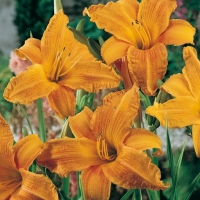 Hemerocallis 'Burning Daylight'