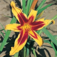 Hemerocallis 'By Myself'